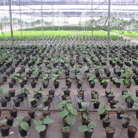 Chủ động ứng phó xâm nhập mặn bằng công nghệ